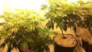 McDoobs' Grow Box pt. 5 (Day 7 of Flower)