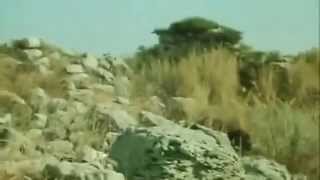Лиса Алиса и Кот Базилио Лиса Алиса и Кот Базилио