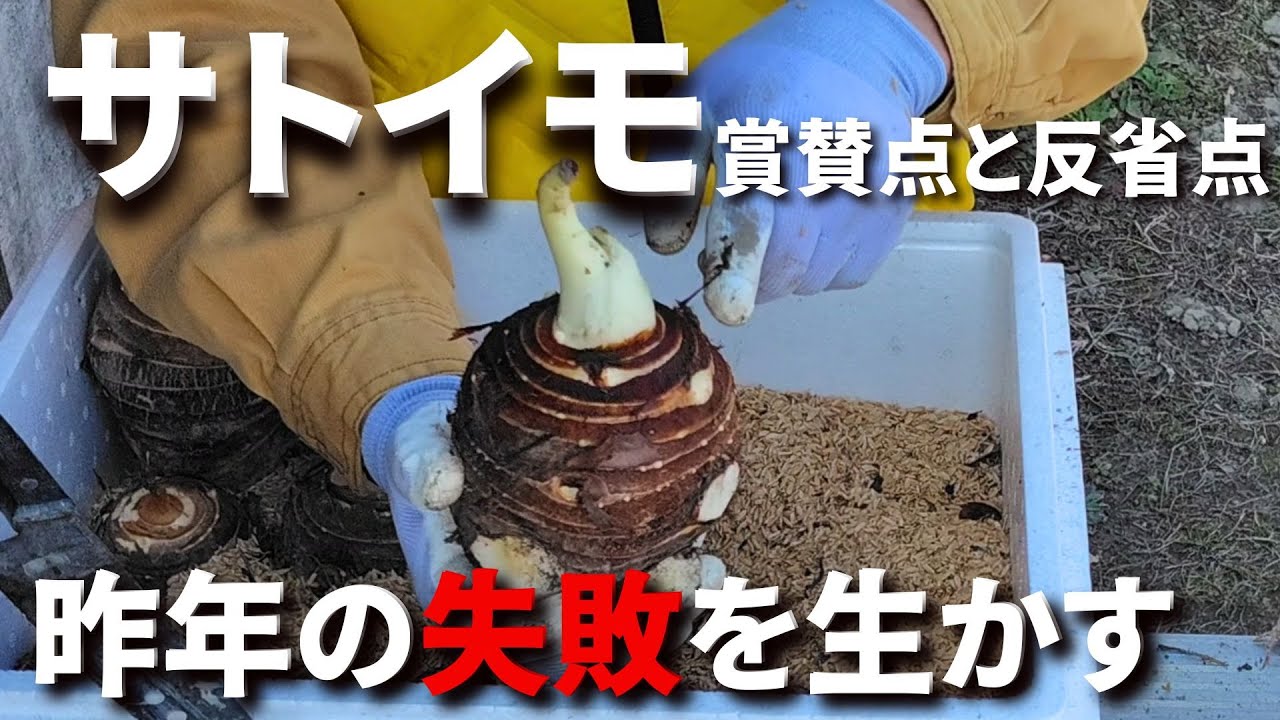 【サトイモ総集編】昨年の省力的栽培での失敗を教訓に、今年の重要点（栽培目標）を考えます－Vol.196（2024.02.04）