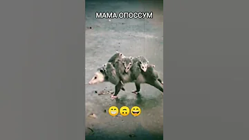 Мама опоссум с детёнышами
