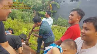 Potong Kuda Acara Nikahan