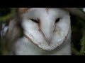 Howard the Rescued Barn Owl Settles In