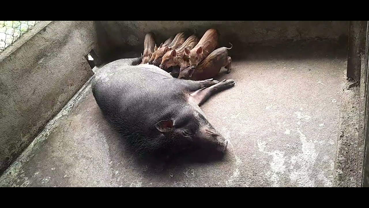 Nông dân AI heo trắng xuống giá nhưng lại đu rốc vẩn ổn giá