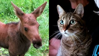 BABY MOOSE BLOWS KITTY'S MIND!