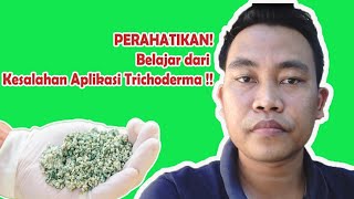 Hati-Hati! Hindari Kesalahan Aplikasi jamur Trichoderma ini!