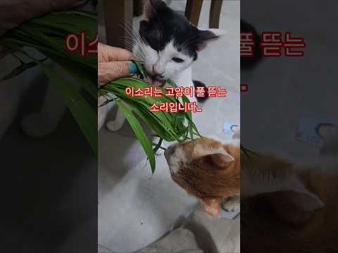 고양이 풀 먹는소리 는  #고양이 #길고양이 구조 #아톰이 #고양이  풀