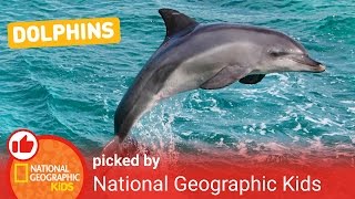 All About Dolphins | Nat Geo Kids Dolphins Playlist
