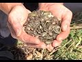 Незвичний сорт гарбузів вирощують на Житомирщині