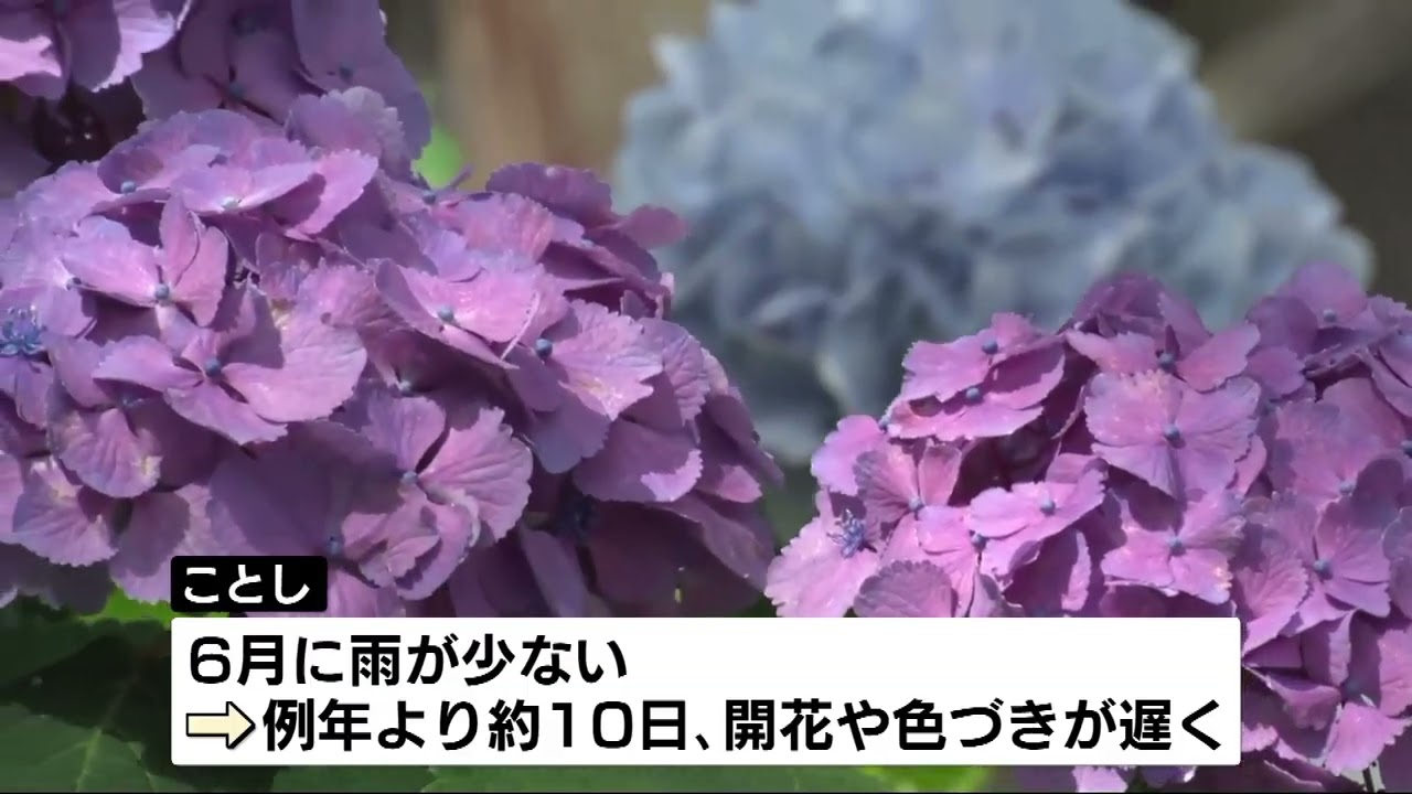 見ごろ】“アジサイ寺”として知られる蓮華峰寺で7000株の花が境内を彩る