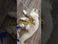 Dollar itu anak mak lah we 😅 #viralvideo #cat #catlover