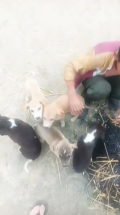 पतरी कमरिया वोले #dance 🦮🦮🐕‍🦺🐕‍🦺🐕‍🦺