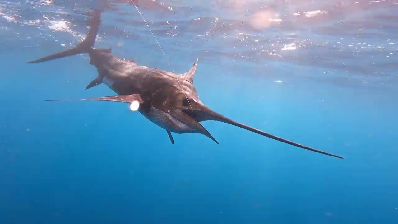 Spettacolo I Pesci Vela del Madagascar Crazy Sailfish con Zambo Fishing ADV