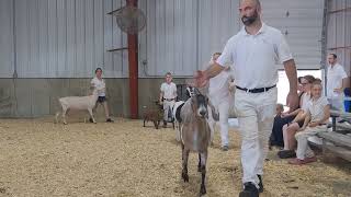 2024 Howard County Fair Senior Doe lineup