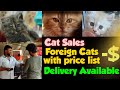 Cats for sale I Persian cats I Foreign Breeds I Delivery available I Namma Vickypedia