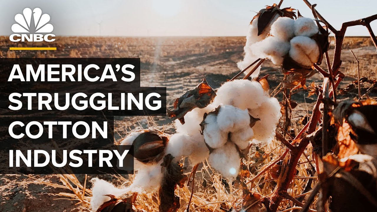 Read more about the article How Drought Cost America’s Cotton Industry Billions – CNBC