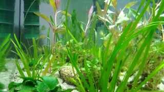 Otopharynx Tetrastigma 3 Months 1 Month