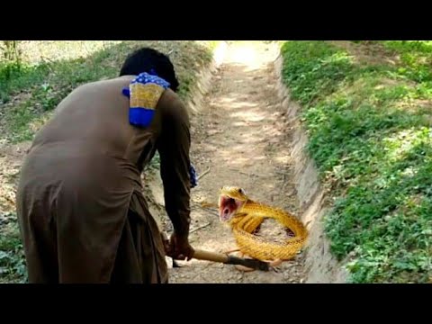 Yellow Snake Hunting in the Forest