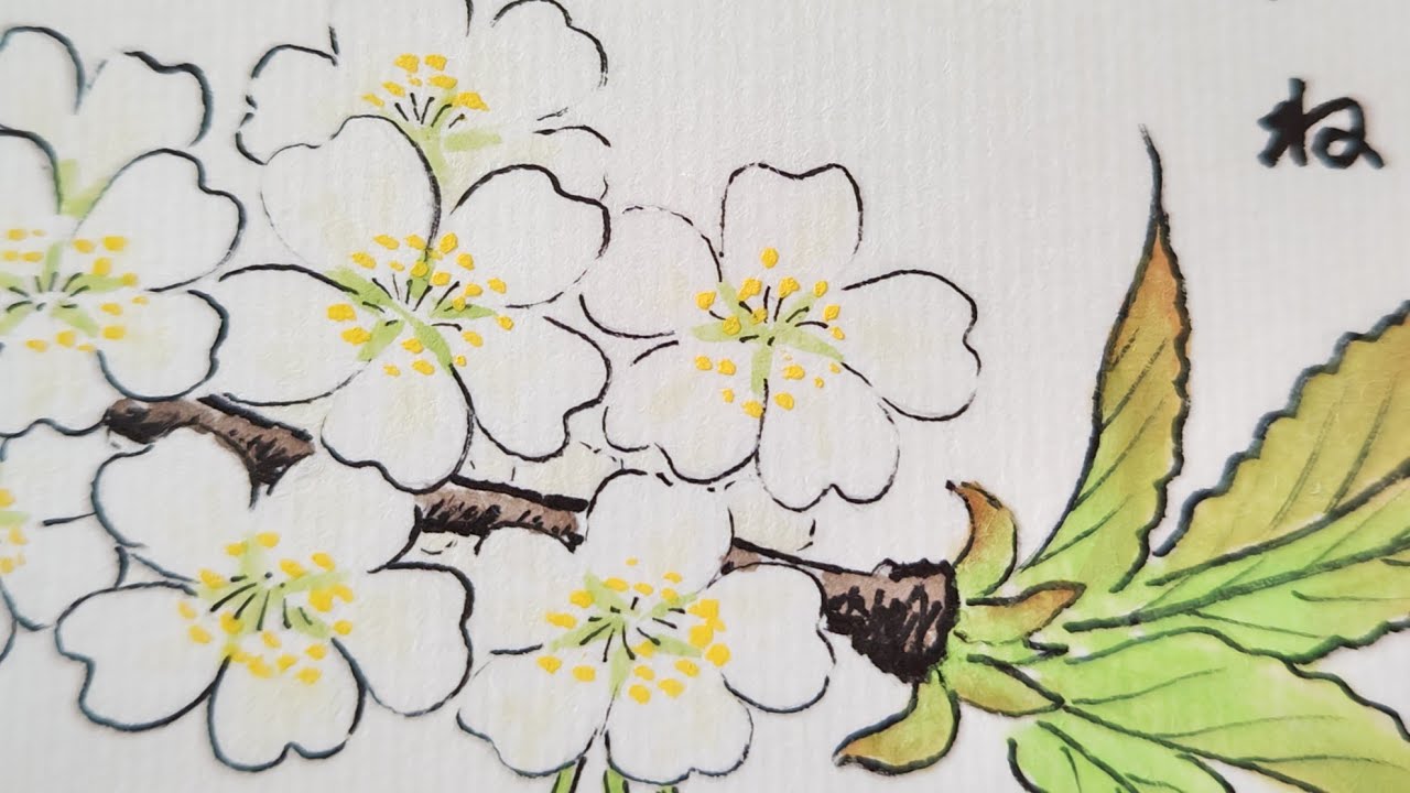 絵手紙始めました 37山桜 picture letter 37 Wild cherry blossoms