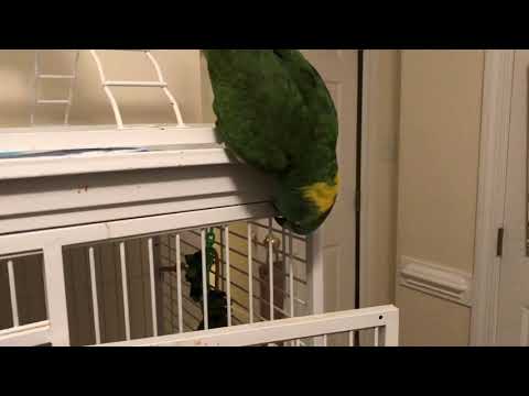 amazon-parrot-whistles-songs