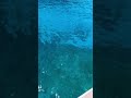 沖縄🏝慶良間諸島 #沖縄 #癒し #キラキラ #海 #海 #okinawa #シュノーケル #diving #地球の遊び方案内人