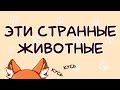 Мои странные питомцы I Рисуем лисичку!