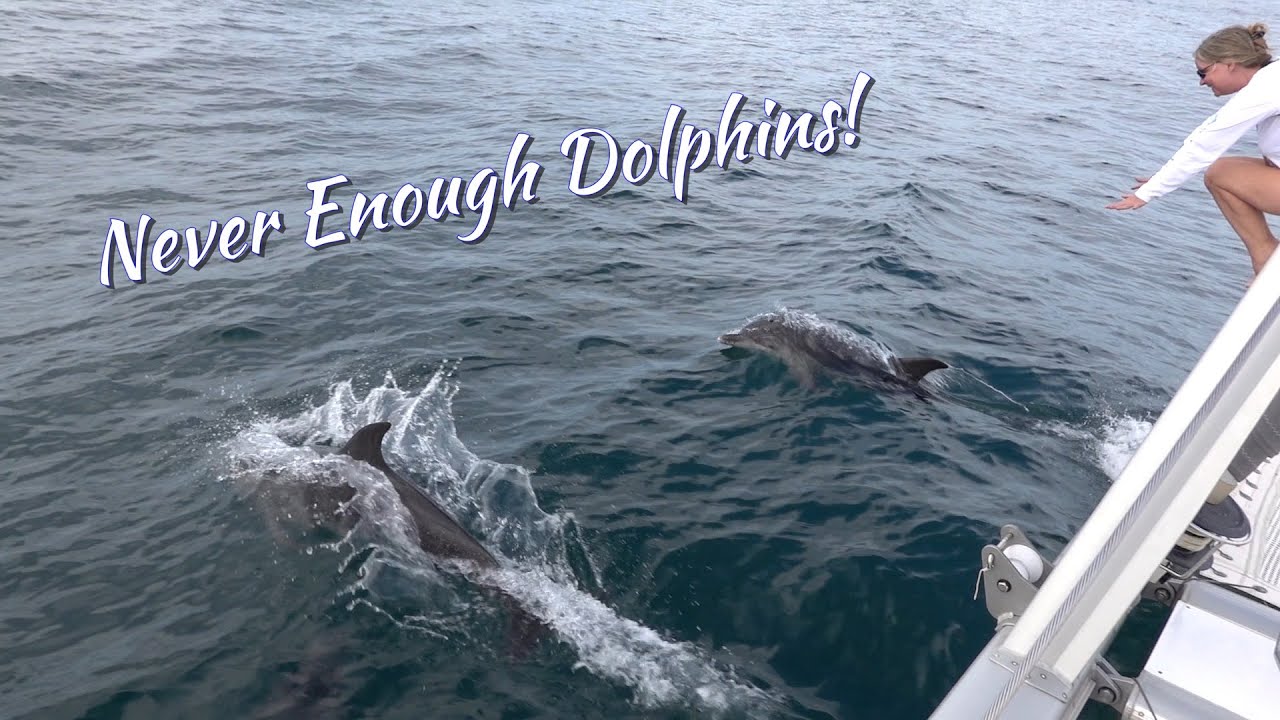 SDA10 Never Enough Dolphins
