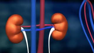 Science of Us | The Human Kidneys | Bayer