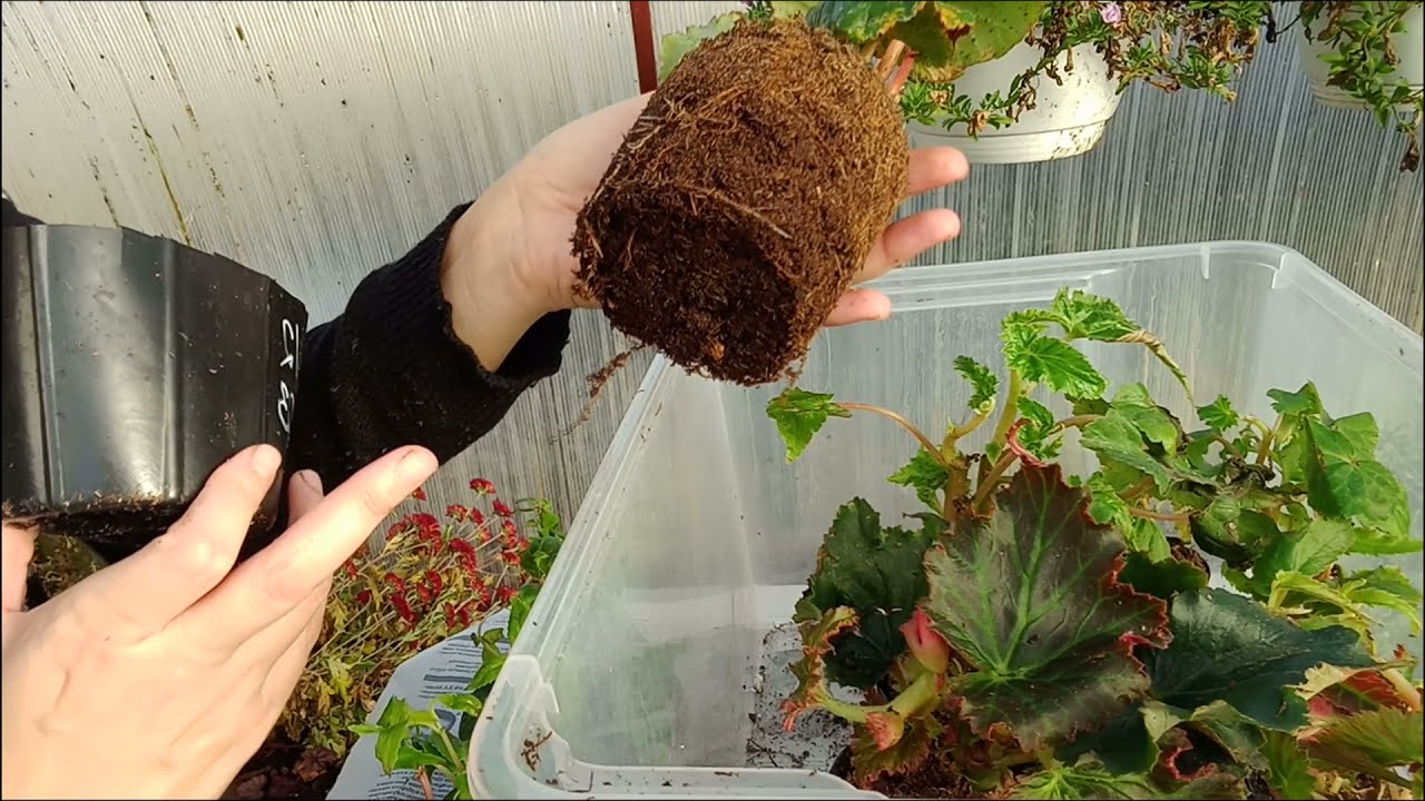 ПОСЫЛКА ОТ АГРОВИОЛЫ . ЧЕРЕНКАМ 6 ДНЕЙ . НАЧИНАЕМ С НИМИ РАБОТАТЬ .