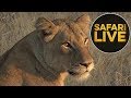 safariLIVE - Sunrise Safari - June 22, 2018