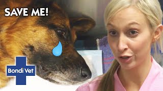German Shepherd Dog Is DYING From Autoimmune Disease | Bondi Vet Clips | Bondi Vet
