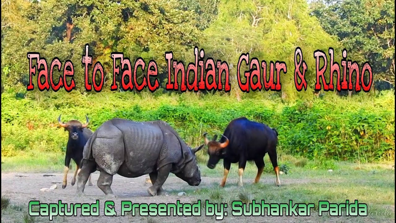 Just watch the fight between Indian Gaur and Rhino, captured by me. 