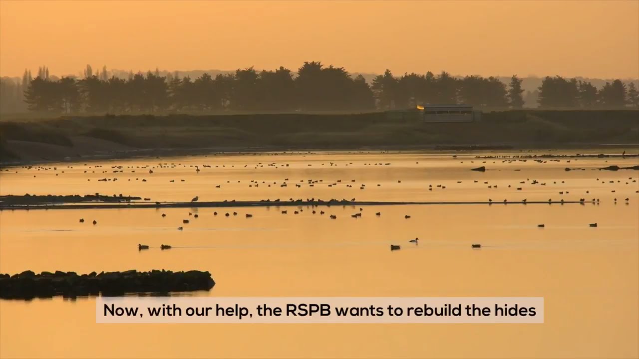 entertainment videos for cats and dogs to watch mice RSPB release stunning footage of Snettisham to support crowdfunding