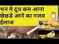          desi formula to increase cow buffalo milkdudh badane