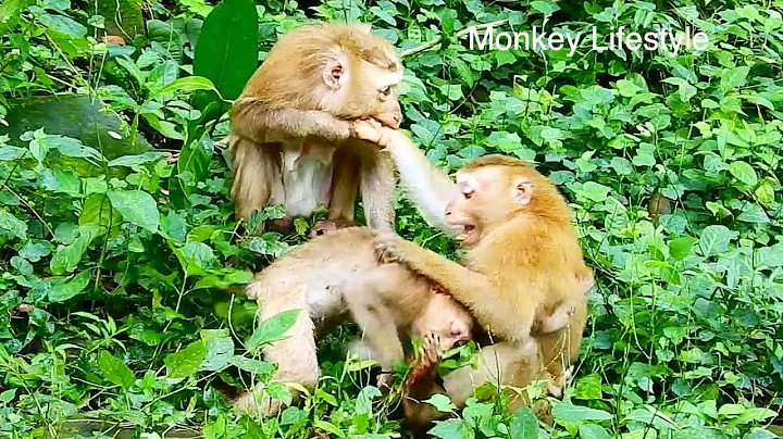 Today Monkey Luna discipline Monkey Rojo not obey ...
