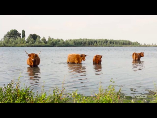 Relaxing music with nature sounds - Scottisch highlander Cows - Meditation - RS Imagines class=