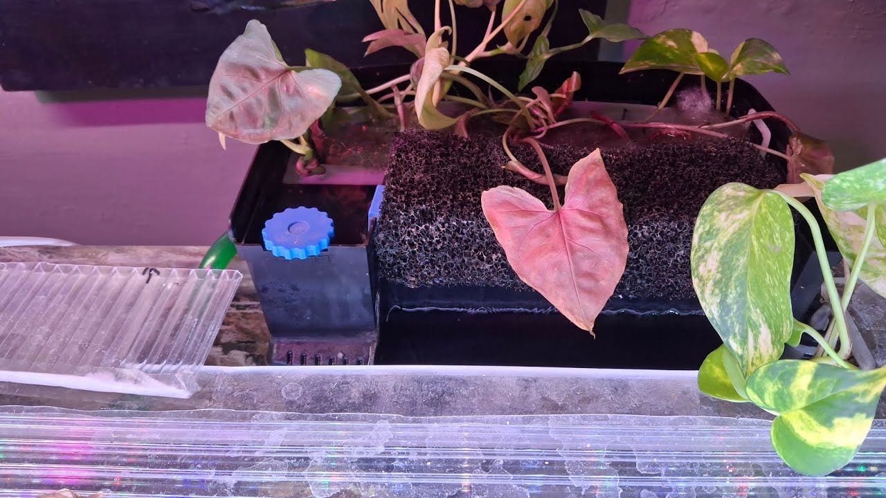 Убийца комнатных растений в аквариуме?