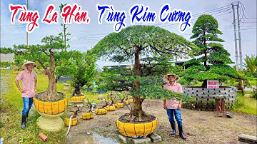 Hiếm Có Khó Tìm 22/8 Lê Khải rao bán Kim Cương, Tùng La Hán Ngũ Phúc Lâm Môn