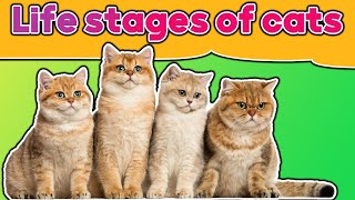 from kitten to senior : understanding the life stages of cats !