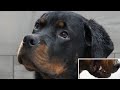 What it's like trying to groom a ROTTWEILER