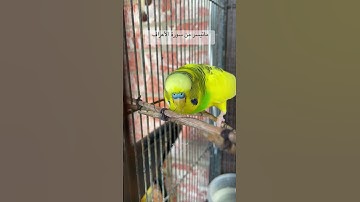 #سورة_الأعراف #قران_كريم #المصحف #العراق #السعودية #مصر #طيور #البادجي #kuranıkerim #birds #budgies