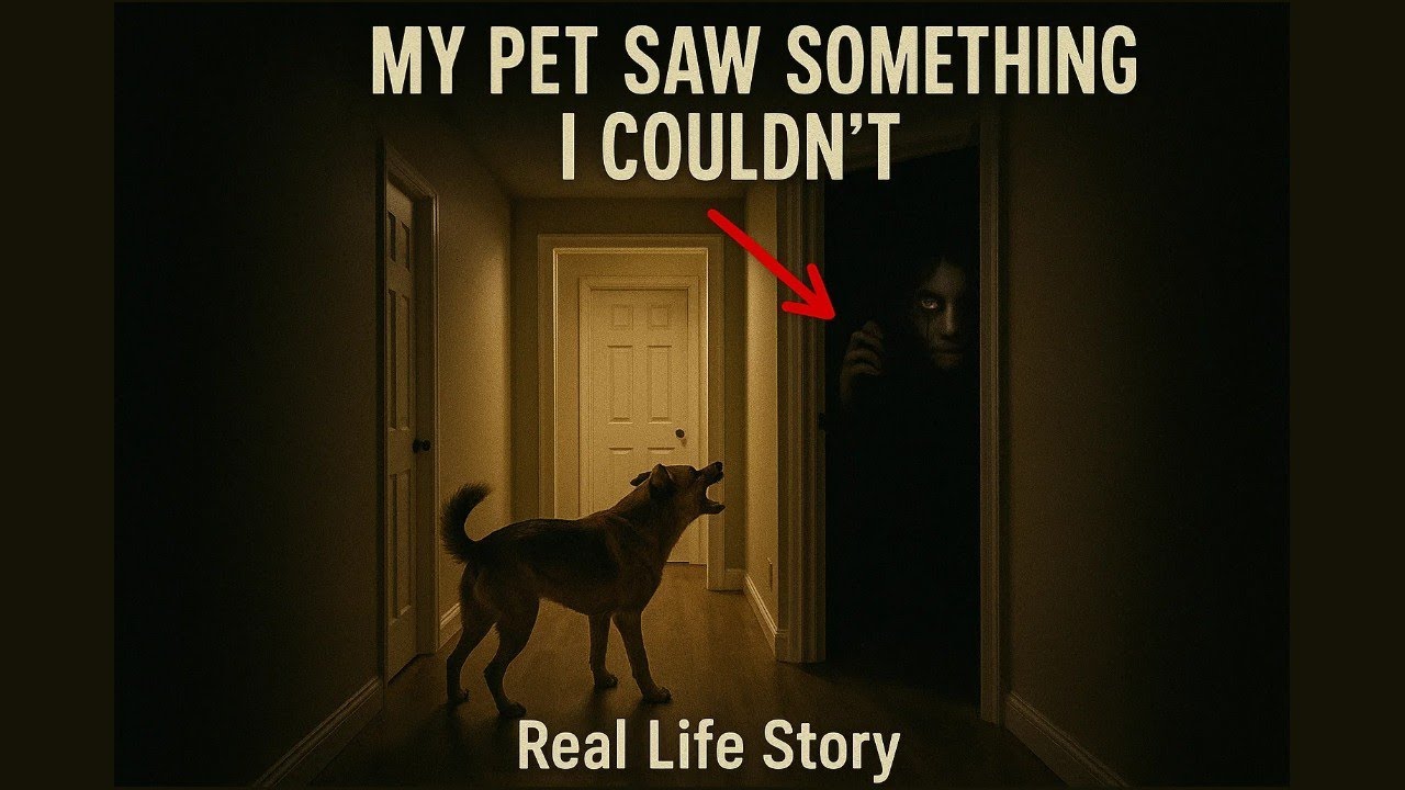 My Pet Refused to Enter the Room