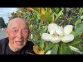 気持ちが涼む爽やかな香りタイサンボクの花 重吉87歳 2026.6.1