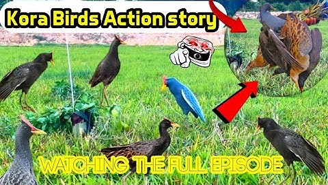 Bird Hunting Challenge – Will It Work?#ruakruakking #birdhunting #sabscribe now 🔔