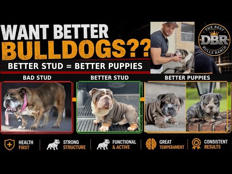 How to Choose the BEST English Bulldog Stud | Better Stud = Better Puppies