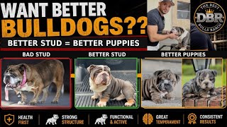 How to Choose the BEST English Bulldog Stud Better Stud Better Puppies