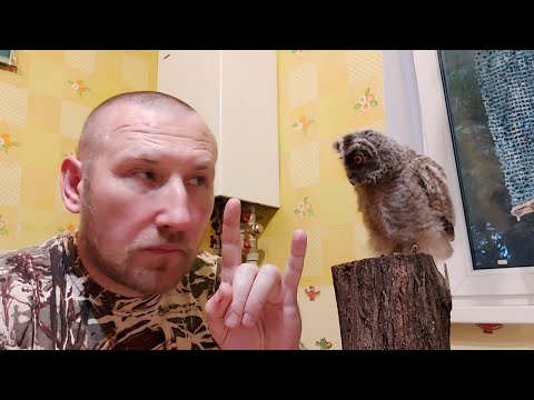 Вы нашли сову 🦉🦉🦉 Что делать???🦧🦧🦧 Всё вопросы по содержанию и кормлению 🤘🤘🤘 Корм, амуниция , и др..