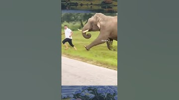 wild elephant angry 🤬 running 😱😱 #wildlife #elephant #attack #shorts