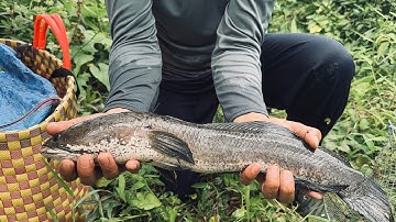 Thăm lờ cá mùa nước nổi dính được em cá lóc siêu to #quangthốngvlog 