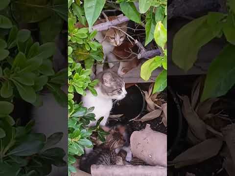 اذا سمعت هذه الأصوات نعوذ من الشيطان الرجيم صلوا على النبي الدعاء المستجاب اكسبلور 