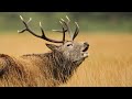 Red stags fight for females in rutting season  scotland    wild travel  robert e fuller